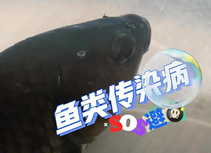 金龍魚身上長白毛怎么辦啊圖片