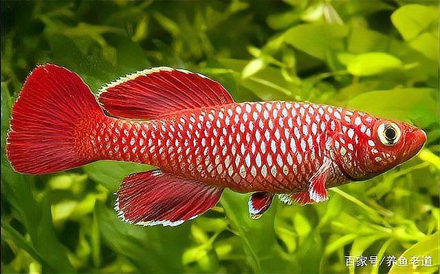 金龍魚身上長白毛怎么辦啊圖片