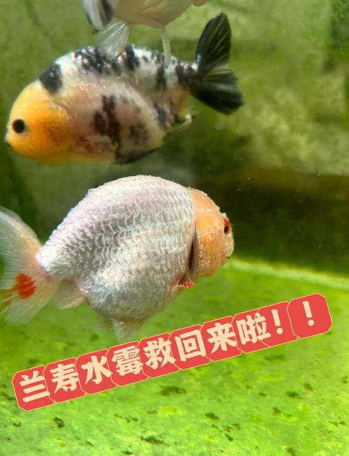 金龍魚身上長白毛怎么辦啊圖片