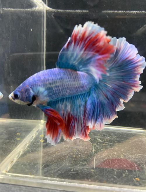 金龍魚身上長白毛怎么辦啊圖片