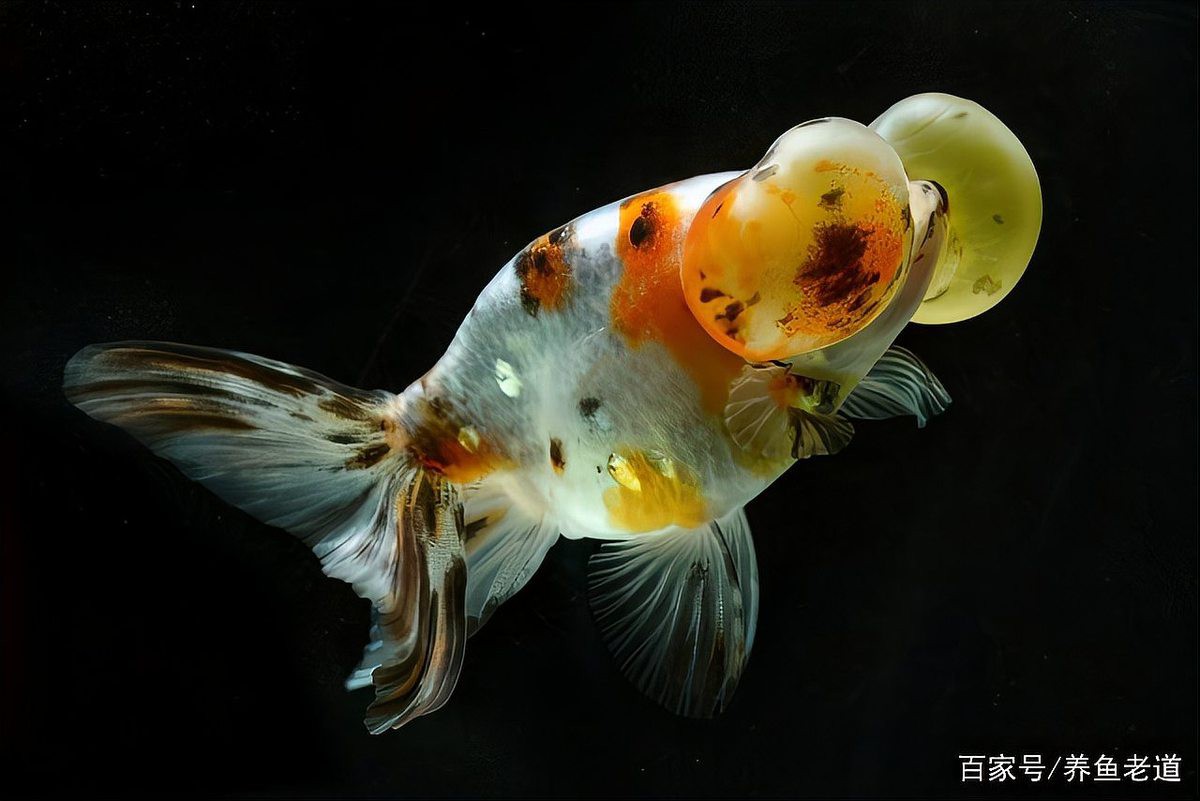 金龍魚身上長白毛怎么辦啊圖片