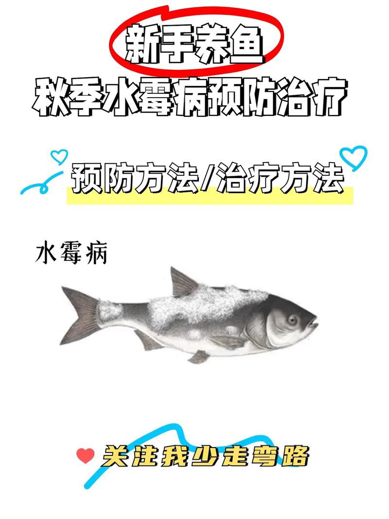 金龍魚身上長白毛怎么辦啊圖片