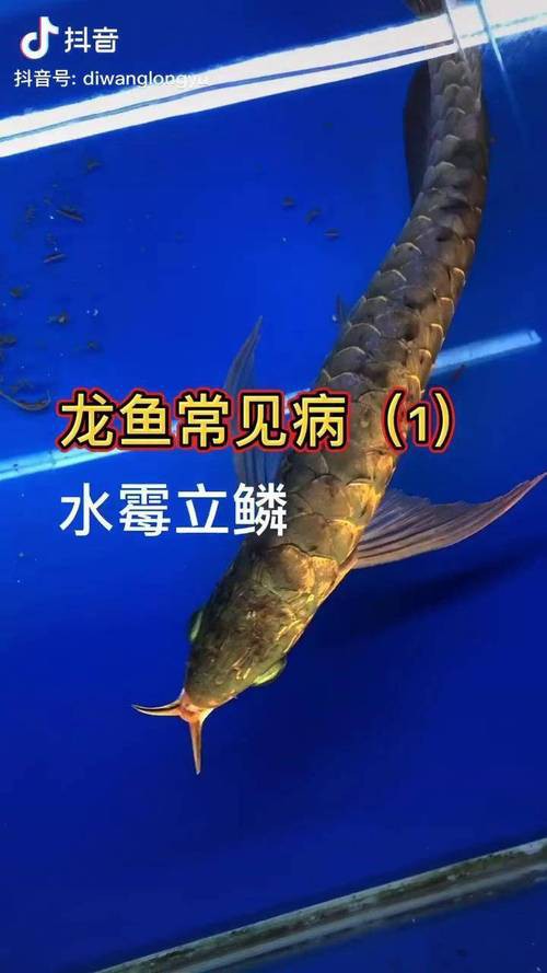 金龍魚身上長白毛怎么辦啊圖片