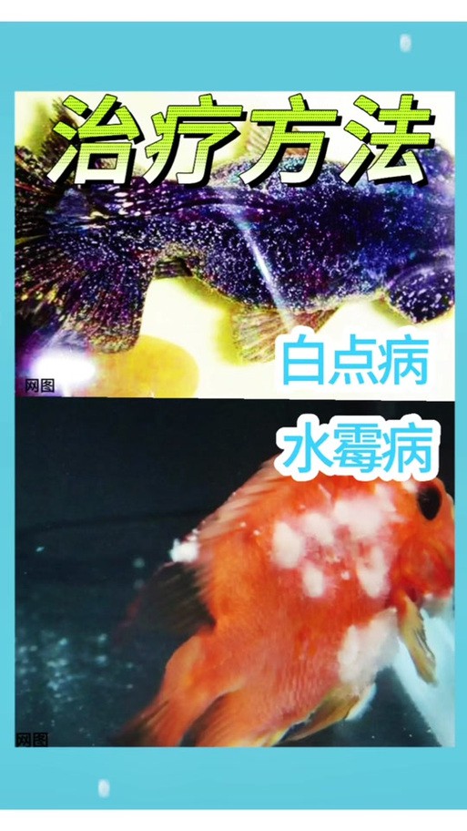 金龍魚身上長白毛怎么辦啊圖片