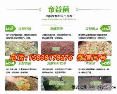 龍魚和雷龍魚兩只混養可以嗎：龍魚和雷龍魚可以混養嗎