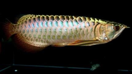 金龍魚吃小活魚：金龍魚為什么只吃捏死的小魚嗎金龍魚吃小魚嗎