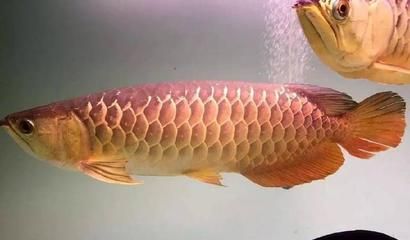 金龍魚吃小活魚：金龍魚為什么只吃捏死的小魚嗎金龍魚吃小魚嗎