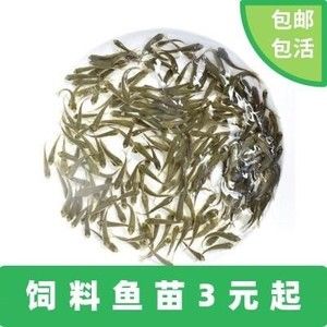 金龍魚吃小活魚：金龍魚為什么只吃捏死的小魚嗎金龍魚吃小魚嗎