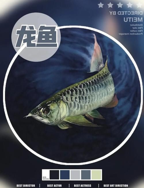 龍魚最簡單紋法圖解