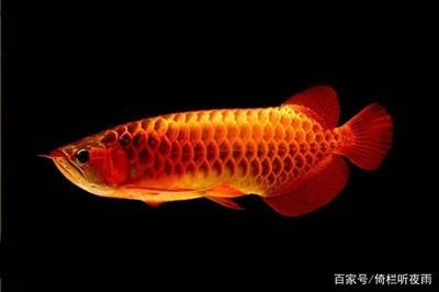 50的缸養(yǎng)龍魚(yú)（50寬的缸能養(yǎng)龍魚(yú)嗎）