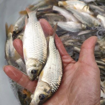 南寧龍魚價格查詢網站官網 南寧龍魚價格查詢網站官網 龍魚百科 第4張