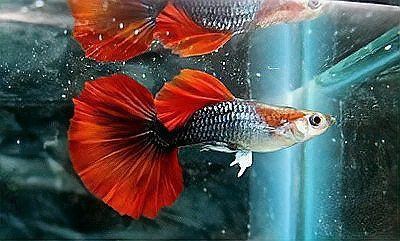孔雀魚所有品種