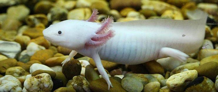 小火龍魚可以與哪些非魚類混養？