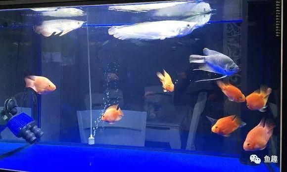龍魚吃死的小魚是否會死（關(guān)于龍魚吃死的小魚是否會死，我們可以從多個角度分析）