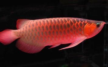 紅龍魚多大算成魚了，如何判斷紅龍魚是否成年