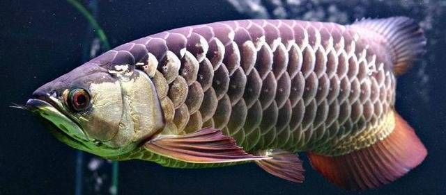 哪種龍魚最兇猛：在所有龍魚品種中，澳洲星點龍魚被認為是最兇猛的一種