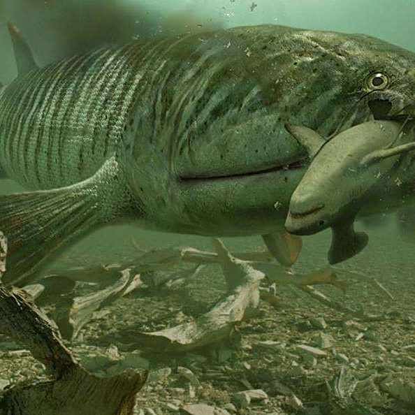 哪種魚用肺呼吸