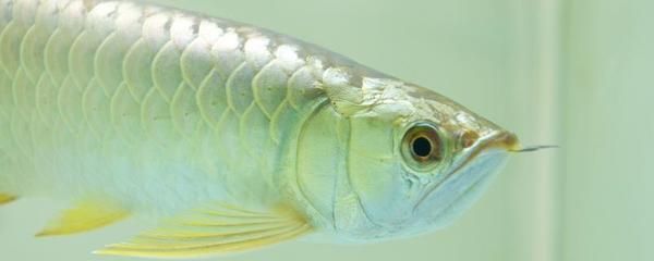 龍魚嘴巴合不攏怎么辦：龍魚嘴巴合不攏怎么辦龍魚嘴巴合不攏怎么辦