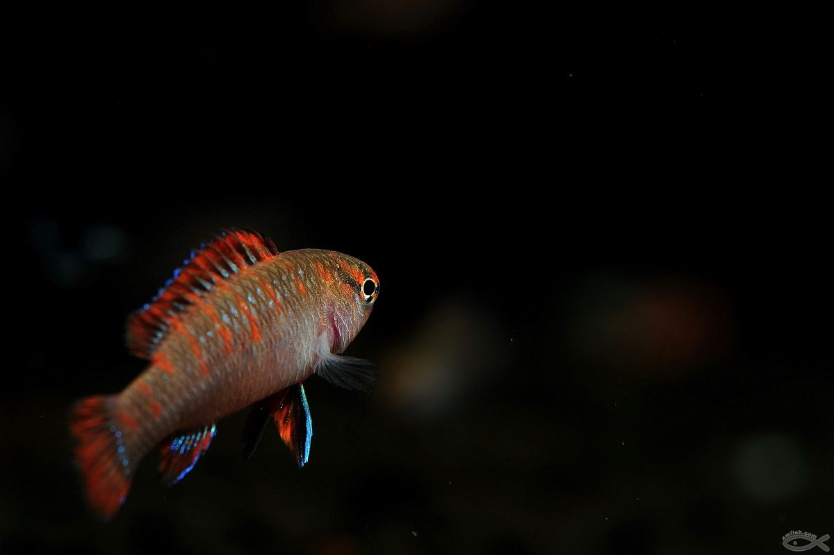 龍魚變色怎么回事啊圖片：龍魚顏色變化的機制