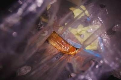 紅龍魚豎起來怎么急救（紅龍魚豎起來了怎么辦兩招幫你救治回來）