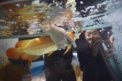 紅龍魚豎起來怎么急救（紅龍魚豎起來了怎么辦兩招幫你救治回來）