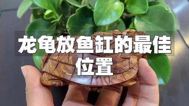 龍龜放魚缸的最佳擺放位置