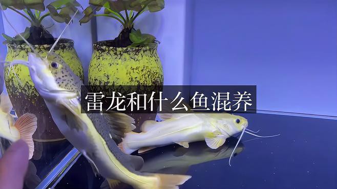 如何選擇適合混養雷龍和招財貓的魚缸？