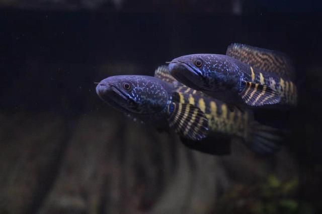 黃金眼鏡蛇雷龍魚用多大的缸（黃金眼鏡蛇雷龍魚的飼養(yǎng)缸尺寸）