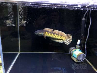 黃金眼鏡蛇雷龍魚用多大的缸（黃金眼鏡蛇雷龍魚的飼養(yǎng)缸尺寸）