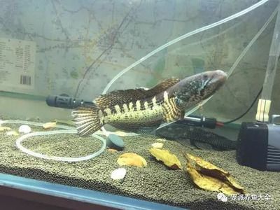 黃金眼鏡蛇雷龍魚用多大的缸（黃金眼鏡蛇雷龍魚的飼養(yǎng)缸尺寸）