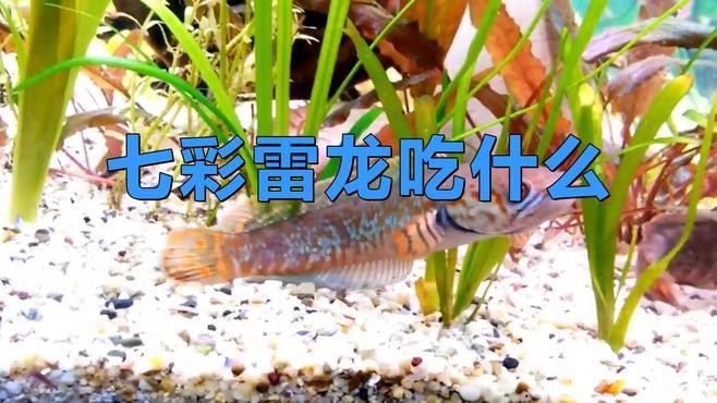 七彩雷龍魚吃什么