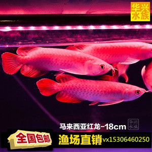 金龍魚苗批發價格：金龍魚苗批發價格是多少