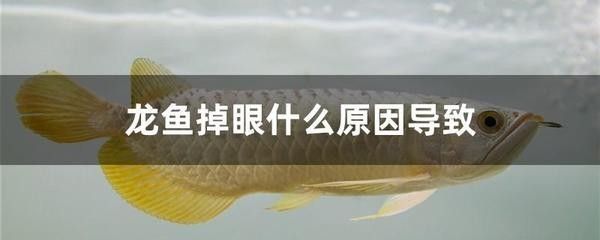 龍魚為什么在魚缸的左上角游動為什么（龍魚為什么在魚缸左上角游動）