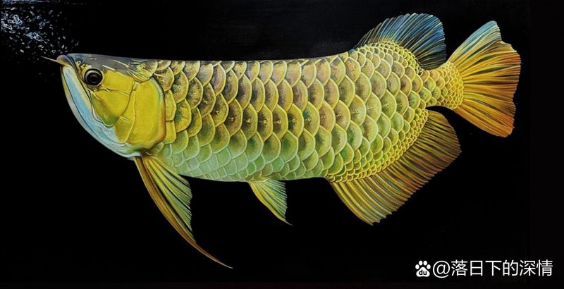 哪里可以找到金龍魚高清全景圖？