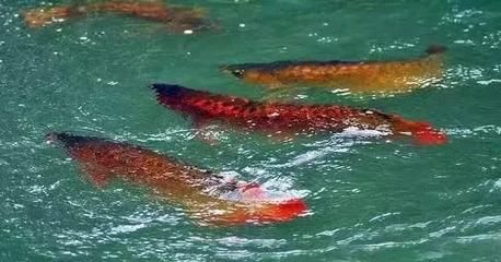 龍魚原產(chǎn)地生活環(huán)境特點(diǎn)是什么：龍魚原產(chǎn)地生活環(huán)境特點(diǎn)