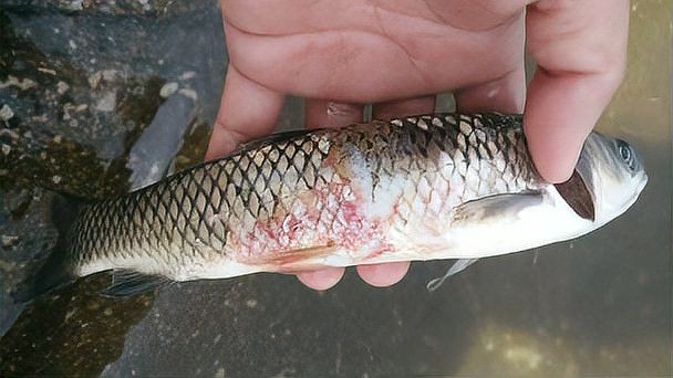 魚真菌病最佳治療方法