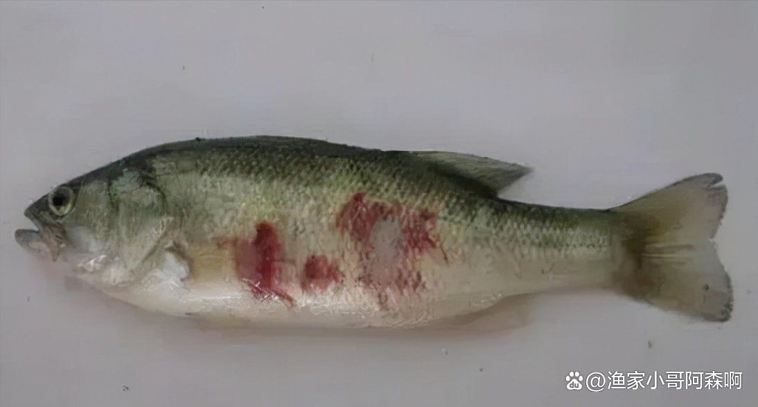 魚真菌病最佳治療方法