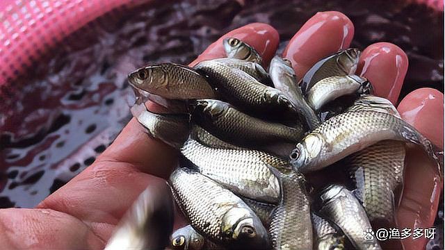 魚真菌病最佳治療方法