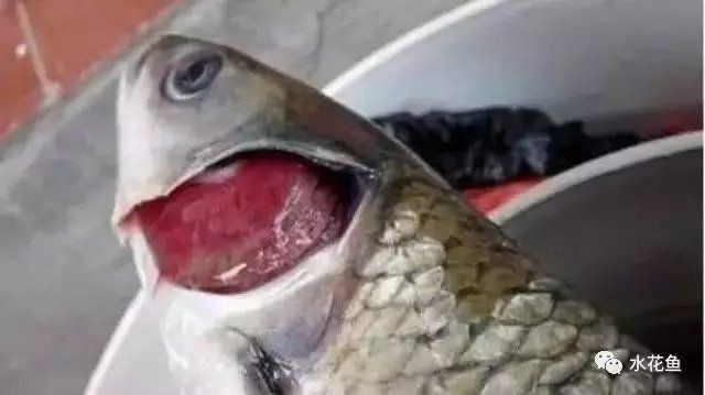 魚真菌病最佳治療方法