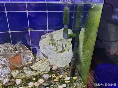 龍魚吃了清道夫后不吃食怎么辦，當龍魚吃了清道夫后出現(xiàn)不吃食的情況 龍魚吃了清道夫后不吃食怎么辦，當龍魚吃了清道夫后出現(xiàn)不吃食的情況 龍魚百科 第5張