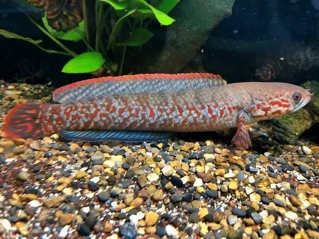 血斑一型雷龍魚怎樣分公母：如何鑒別血斑一型雷龍魚的公母