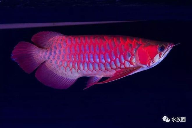 福龍龍魚圖片高清圖