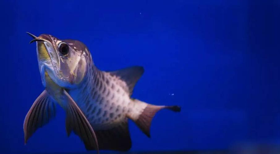 福龍龍魚圖片高清圖