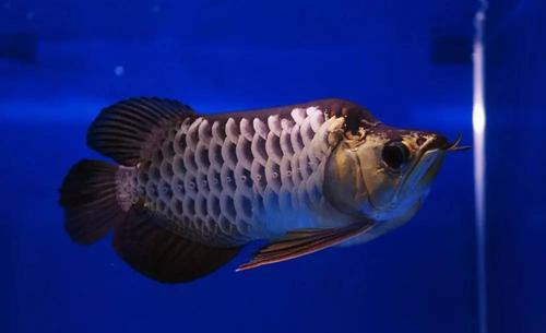 福龍龍魚圖片高清圖
