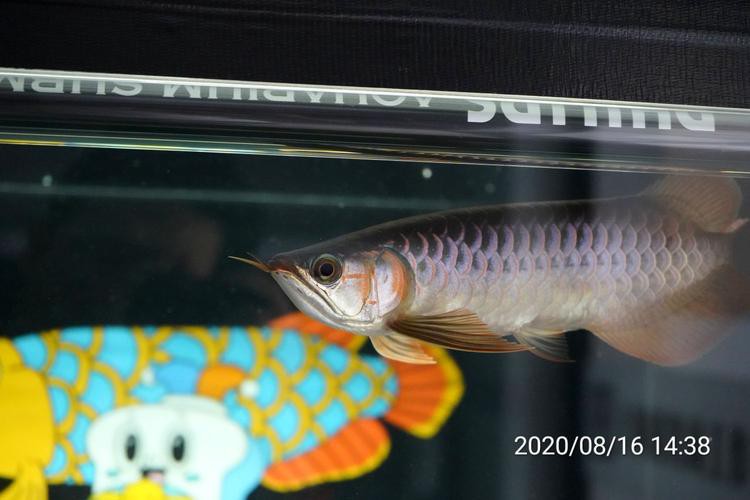 福龍龍魚圖片高清圖