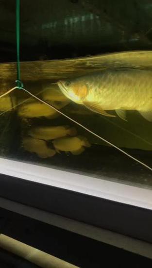 福龍龍魚圖片高清圖
