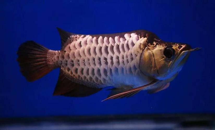 福龍龍魚圖片高清圖