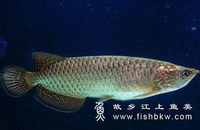 龍魚(yú)怎樣看年齡（如何判斷龍魚(yú)年齡） 龍魚(yú)怎樣看年齡（如何判斷龍魚(yú)年齡） 龍魚(yú)百科 第4張
