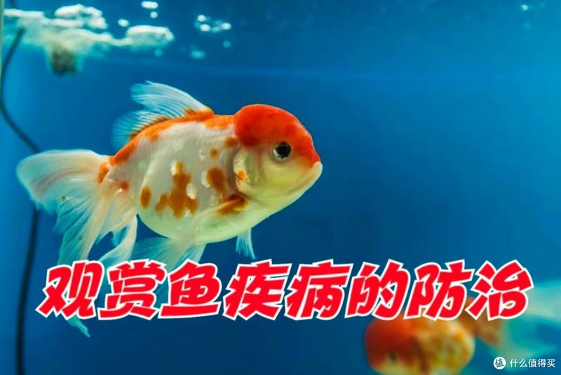 龍魚魚鰭充血期間需要喂食嗎？