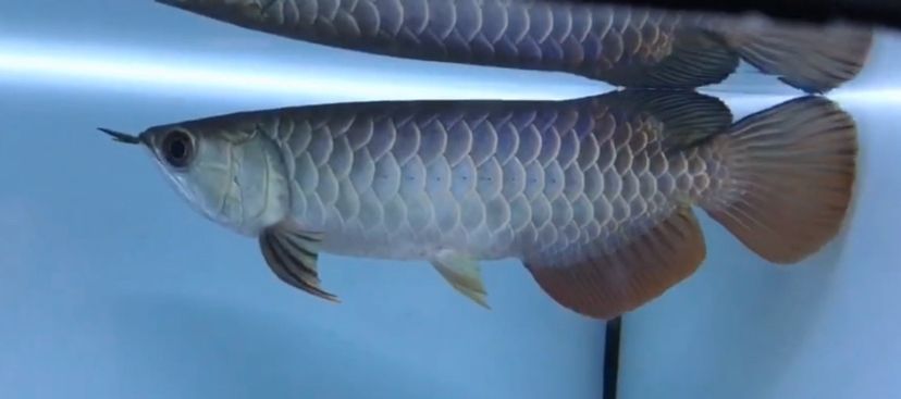 龍魚b過(guò)，龍魚b級(jí)過(guò)背是一種性價(jià)比較高的金龍魚品種對(duì)比b級(jí)過(guò)背金龍魚